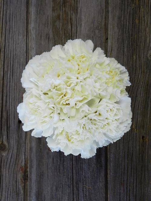RANDAL WHITE CARNATIONS